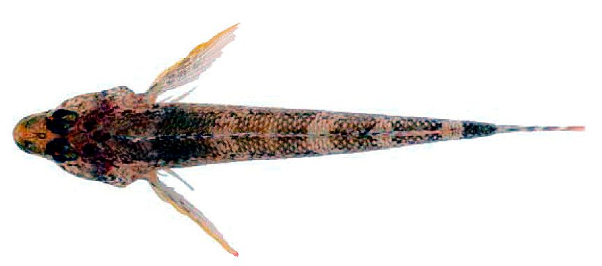 Tripterigium delaisi _02222ffff